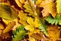 Autumn composition. Close up of colorful leaves. Studio shot. Royalty Free Stock Photo