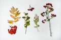 The collection set is made of branches with berries Symphoricarpos albus, hawthorn and Rowan on a white background.