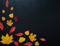 Autumn composition with color leaves ornament on balck slate board with copy space. bright maple foliage season autumn text