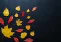 Autumn composition with color leaves ornament on balck slate board with copy space. bright maple foliage season autumn text retro