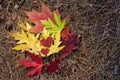 Autumn composition. Colored autumn leaves of maple and oak and two red hearts carved from leaves. Copy space Royalty Free Stock Photo