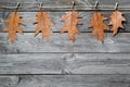 Autumn composition. Colorful golden oak leaves hanging on rope with clothespins in composition on wood background Royalty Free Stock Photo
