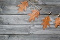 Autumn composition. Colorful golden oak leaves hanging on rope with clothespins in composition on wood background Royalty Free Stock Photo