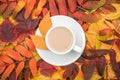 Autumn composition. Cup of coffee with milk on variegated colorful leaves, close up. Flat lay, top view, copy space Royalty Free Stock Photo