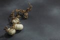 Autumn composition on dark stone background. Decorative pumpkin Baby Boo sort Royalty Free Stock Photo