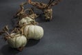 Autumn composition on dark stone background. Decorative pumpkin Baby Boo sort