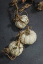 Autumn composition on dark stone background. Decorative pumpkin Baby Boo sort