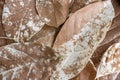 Autumn Composition. Dried Leaf Texture Background Royalty Free Stock Photo