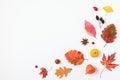 Autumn composition. Dried leaves, flowers, berries, cones isolated on white background. Flat lay, top view Royalty Free Stock Photo