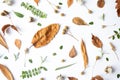 Autumn composition. Dried leaves, flowers, berries on white background. Autumn, fall, thanksgiving day concept. Royalty Free Stock Photo