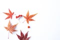 Autumn composition. Dried leaves, flowers, berries on white background. Autumn, fall, thanksgiving day concept. Royalty Free Stock Photo