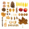 Autumn composition. Dried leaves, flowers, walnuts, pine cones on white background. Autumn, thanksgiving day concept. Flat lay, Royalty Free Stock Photo