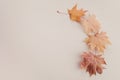 Autumn composition. Dried leaves on white background. Top view. Flat lay.