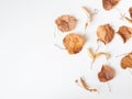 Autumn composition. Dried linden leaves and flowers on a white background. Autumn, fall, Thanksgiving day concept. Flat lay, top Royalty Free Stock Photo