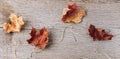 Autumn composition of dry leaves on an old Board