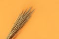 Autumn composition with dry pampas grass reeds on orange background. Minimal, stylish, creative flat lay, copy space for text