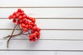 Autumn composition of fallen bunch of rowan berries on white wooden background