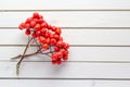 Autumn composition of fallen bunch of rowan berries on white wooden background