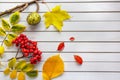 Autumn composition of fallen leaves of maple, mountain ash, chestnut on white wooden background