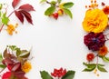 Autumn composition with flowers, leaves and berries on white background. Flat lay, copy space Royalty Free Stock Photo