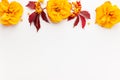 Autumn composition with flowers, leaves and berries on white background. Flat lay, copy space Royalty Free Stock Photo