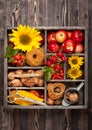 Autumn composition with flowers sunflowers, red apples, nuts in vintage wooden box. Royalty Free Stock Photo