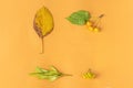 Autumn composition, frame or layout from yellow dry leaves, berries and tansy flower on orange background. Minimal, stylish, Royalty Free Stock Photo