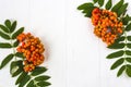 Autumn composition. Frame of leaves, rowan berries on a white wooden rustic background. Autumn background Royalty Free Stock Photo