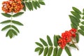 Autumn composition. Frame of leaves, rowan berries on a white wooden rustic Royalty Free Stock Photo
