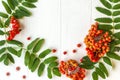 Autumn composition. Frame of leaves, rowan berries on a white wooden rustic background Royalty Free Stock Photo