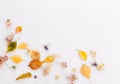 Autumn composition. Frame made of autumn dry leaves, dry flowers on white background. Flat lay, top view Royalty Free Stock Photo