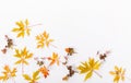 Autumn composition. Frame made of autumn dry leaves, dry flowers on white background. Flat lay, top view Royalty Free Stock Photo