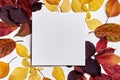 Autumn composition. Frame made of blank paper and leaves on white background. Fall concept. Autumn thanksgiving texture. Flat lay