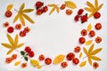 Autumn composition. Frame made of  leaves and flowers on white background. Flat lay, top view, copy space Royalty Free Stock Photo