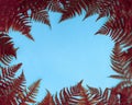 Autumn composition. Frame made of red fern leafs, palm frond on blue background. Abstract tropical leaf background, trendy Royalty Free Stock Photo