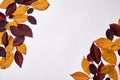 Autumn composition. Frame made of red and yellow leaves on white background. Fall concept. Autumn thanksgiving texture. Flat lay. Royalty Free Stock Photo