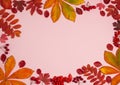 The frame is made of Rowan leaves, chestnut leaves, red Rowan berries and hawthorn on a pink background.