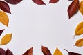 Autumn composition. Frame made of yellow and red leaves on white background. Fall concept. Autumn thanksgiving texture. Flat lay. Royalty Free Stock Photo