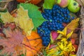 Autumn composition with fruits and vegetables Royalty Free Stock Photo