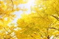 Autumn composition with ginko biloba trees and sky Royalty Free Stock Photo