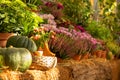 A variety of autumn flowers in ceramic pots and vegetables in baskets stand on a shelf covered with burlap and straw. Royalty Free Stock Photo