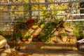 A variety of autumn flowers in ceramic pots and vegetables in baskets stand on a shelf covered with burlap and straw. Royalty Free Stock Photo