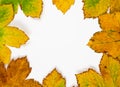 Autumn composition backdrop on white . Royalty Free Stock Photo