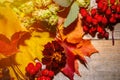 Autumn composition of leaves and berries on a light wooden background Royalty Free Stock Photo