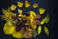 Autumn composition of autumn leaves and chestnuts on a black background. View from above Royalty Free Stock Photo