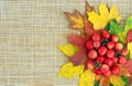 Autumn. Autumn composition with leaves, paradise apples and pine cones Royalty Free Stock Photo
