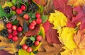 Autumn. Autumn composition with leaves, paradise apples and pine cones Royalty Free Stock Photo