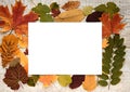 Autumn composition with leaves on a wooden background and white paper sheet with text space Royalty Free Stock Photo