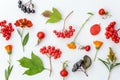 Autumn composition made of autumn plants viburnum, chokeberry rowan berries, dogrose, orange and yellow flowers on white backgroun