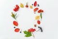 Autumn composition made of autumn plants viburnum, chokeberry rowan berries, dogrose, leaves and flowers on white background